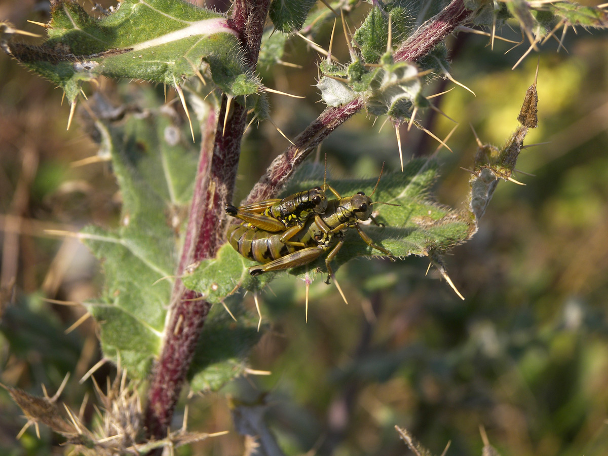 Image of Cirsium euxinum specimen.