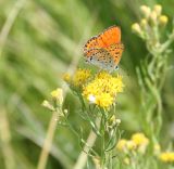 Galatella biflora