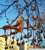 Tilia cordata. Зимующие плоды с прицветными листочками. Чувашия, г. Шумерля. 5 января 2008 г.