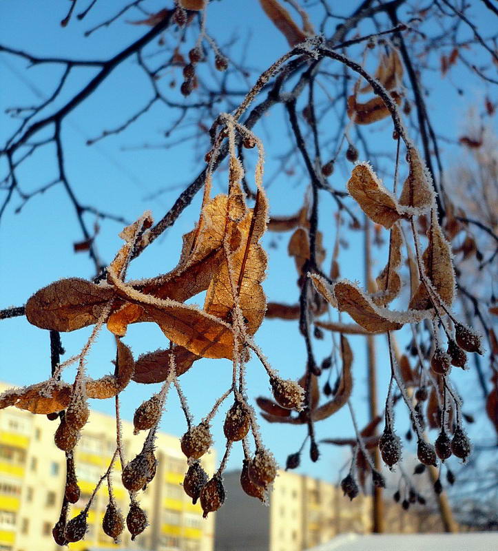 Image of Tilia cordata specimen.