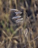 Bromus squarrosus