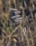 Bromus squarrosus. Верхушка плодоносящего растения. Крым, Сакский р-н, окр. пос. Прибрежное, закустаренное степное прибрежье между морем и Симферопольским шоссе. 10.08.2017.