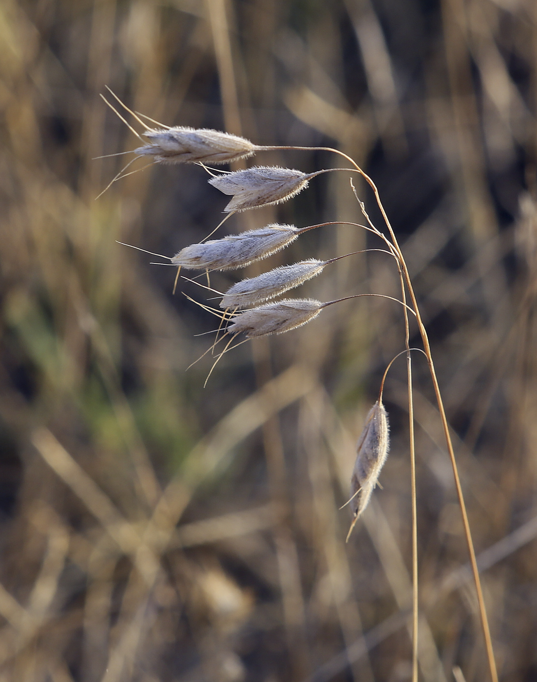 Изображение особи Bromus squarrosus.