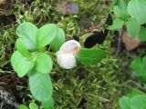 Vaccinium vitis-idaea. Растение, поражённое грибом Exobasidium vaccinii. Архангельская обл., Вельский р-н, лес. 07.07.2010.