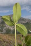 Trifolium trichocephalum. Лист (вид с нижней стороны). Адыгея, Кавказский биосферный заповедник, гора Гузерипль, ≈ 2150 м н.у.м., альпийский луг. 26.07.2015.