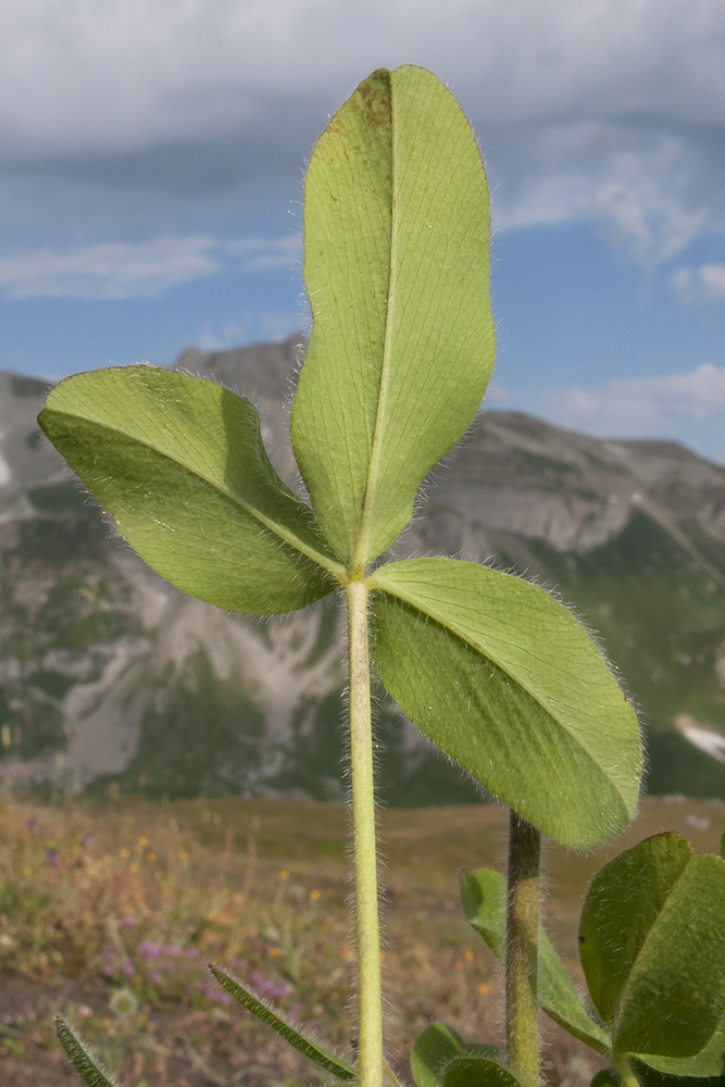 Изображение особи Trifolium trichocephalum.