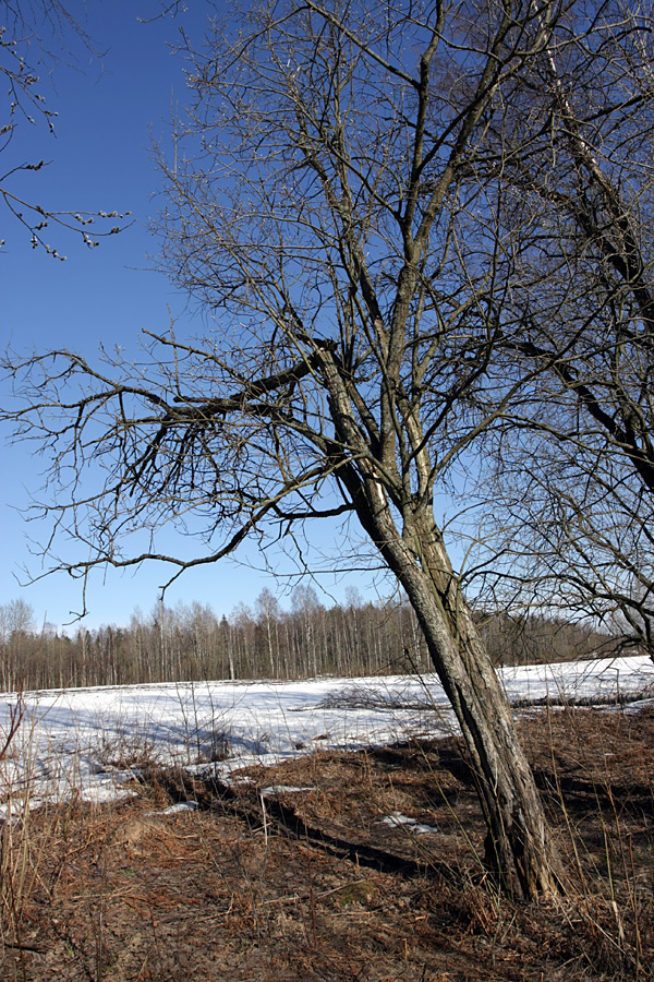 Изображение особи Salix caprea.