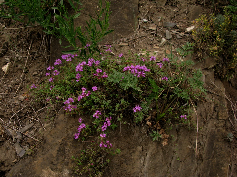 Image of Thymus mongolicus specimen.