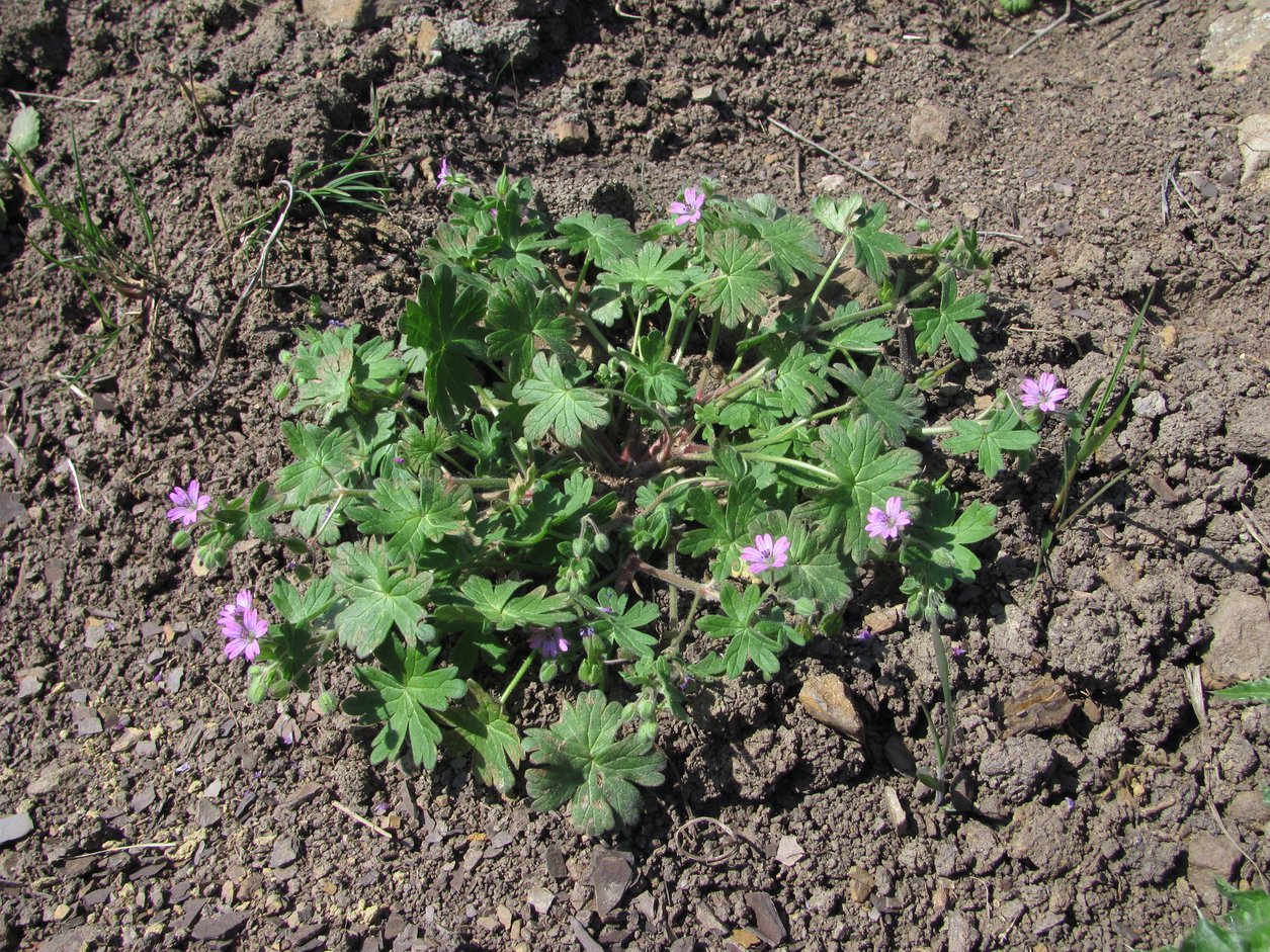 Image of Geranium molle specimen.