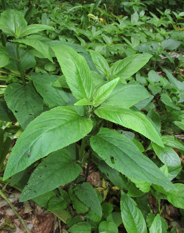 Изображение особи Scrophularia nodosa.