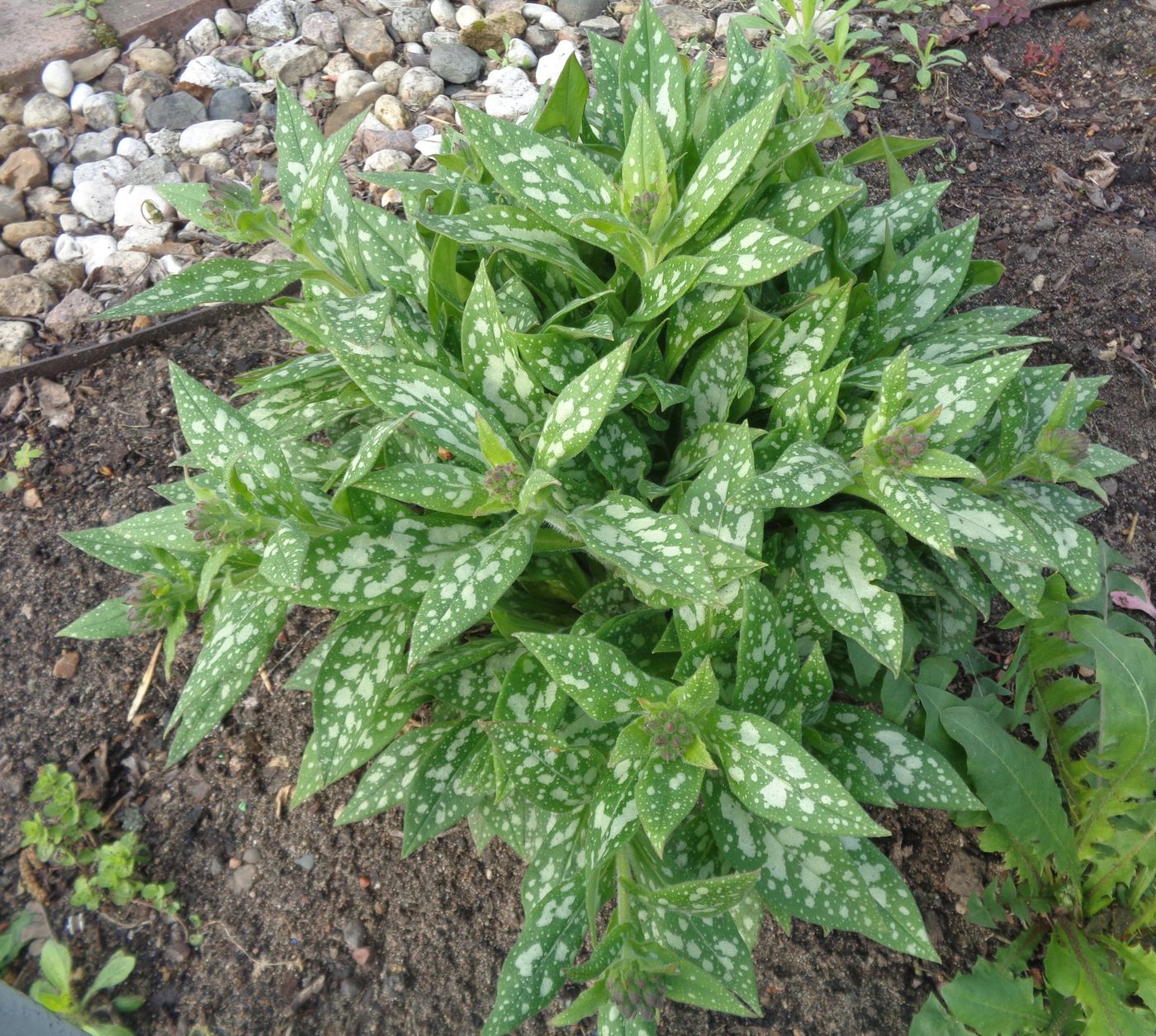 Изображение особи род Pulmonaria.