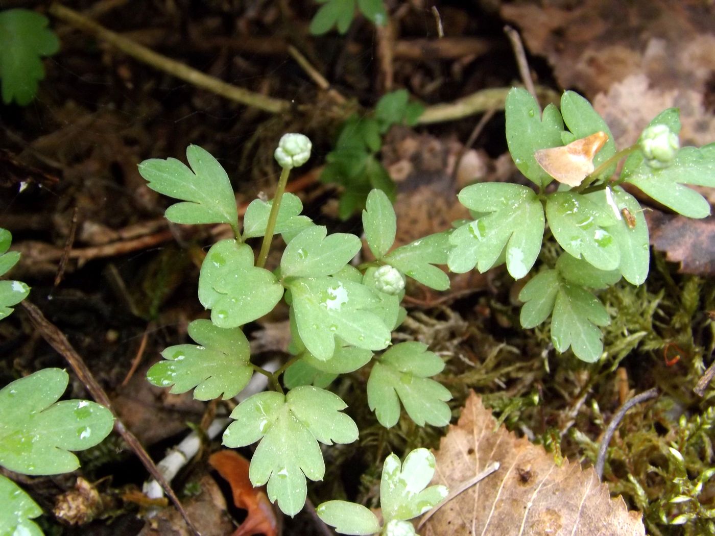 Изображение особи Adoxa moschatellina.