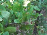 Mespilus germanica. Часть ветви с незрелым плодом, поражённой ржавчинным грибом. Дагестан, Кумторкалинский р-н, хр. Нарат-Тюбе, редколесье на склоне. 02.06.2019.