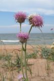 Jurinea longifolia. Соцветия. Крым, Керченский п-ов, Казантипский залив, окр. с. Нижнезаморское, песчаный пляж. 25.06.2019.