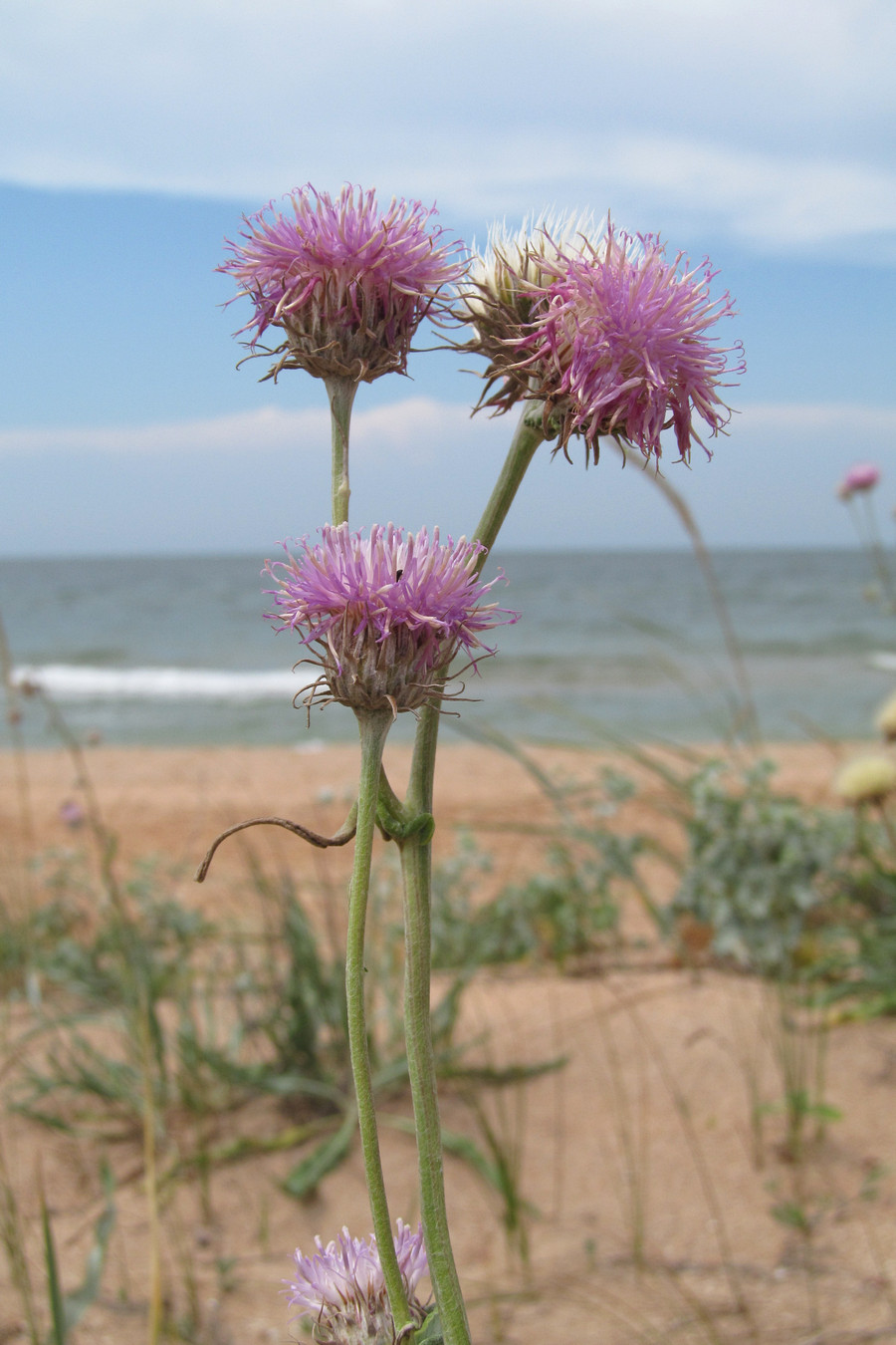 Image of Jurinea longifolia specimen.