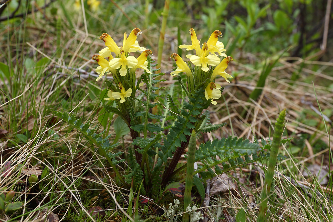 Image of Pedicularis oederi specimen.