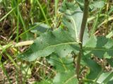 Verbascum lychnitis