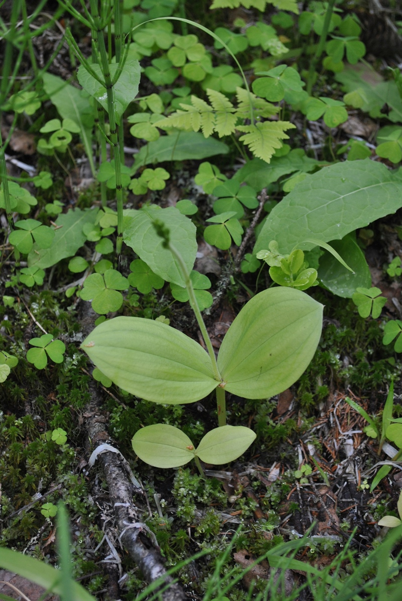 Изображение особи Listera ovata.