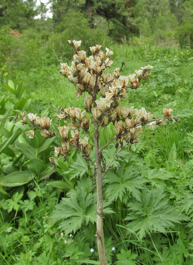 Image of Veratrum lobelianum specimen.