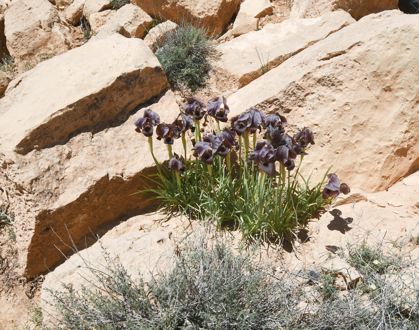 Image of Iris petrana specimen.