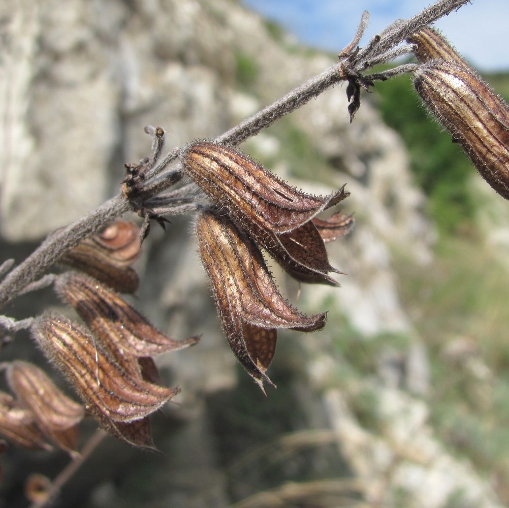 Изображение особи Salvia ringens.