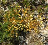 Ferulago galbanifera var. brachyloba