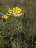 genus Anthyllis