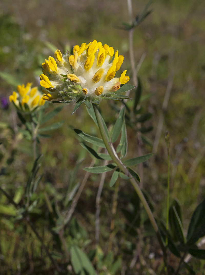 Image of genus Anthyllis specimen.