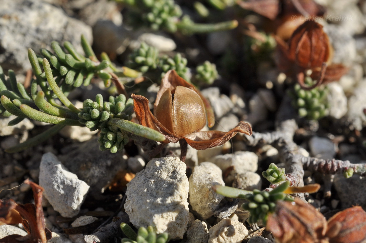 Image of Fumana procumbens specimen.