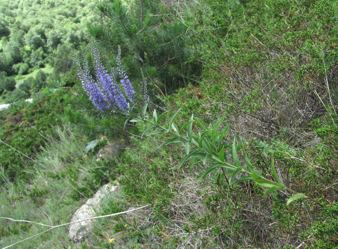 Image of Veronica spuria specimen.