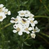 Achillea impatiens