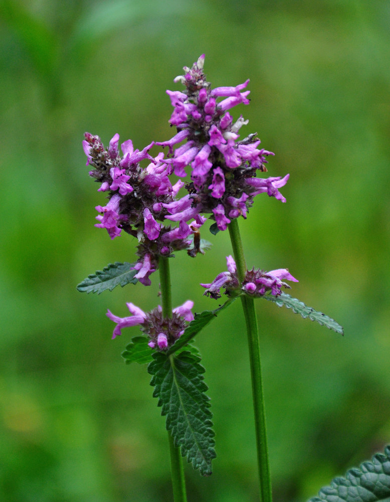 Изображение особи Betonica officinalis.