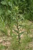 Hieracium umbellatum