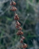 Agrimonia eupatoria. Часть плодоносящего побега. Татарстан, Агрызский р-н, с. Красный Бор, огород, сорное. 12.10.2019.