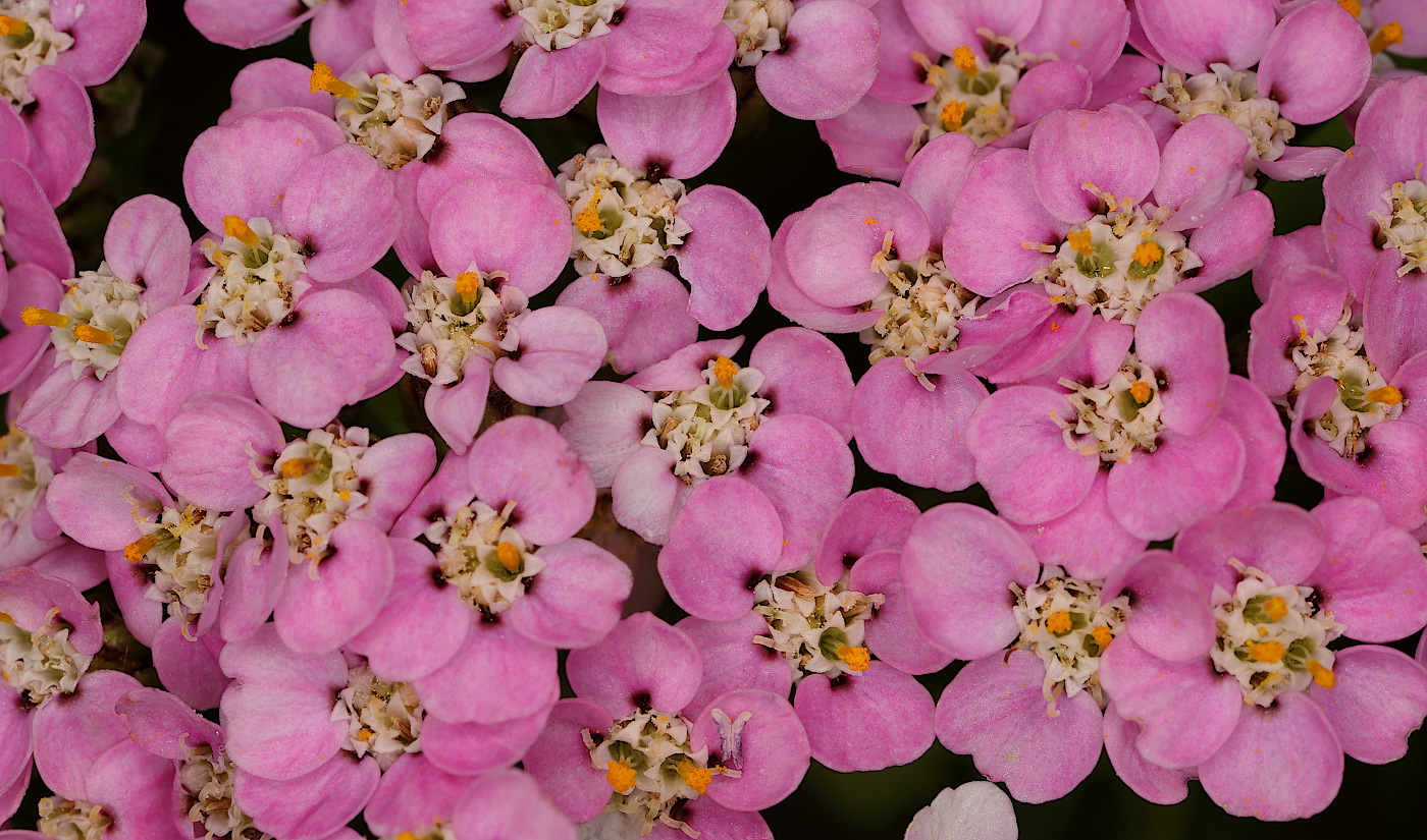 Image of Achillea millefolium specimen.