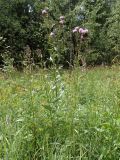 Cirsium setosum