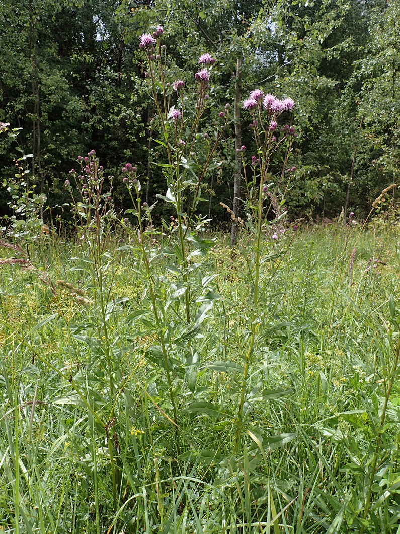 Изображение особи Cirsium setosum.