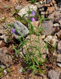 Galeopsis ladanum