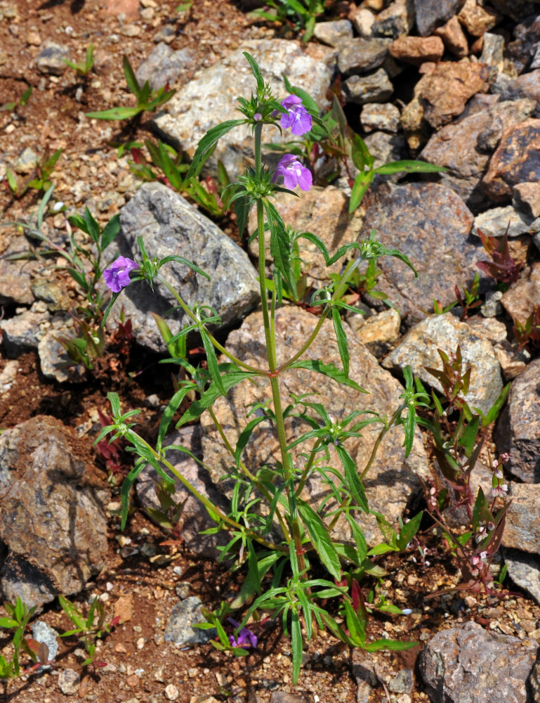 Изображение особи Galeopsis ladanum.