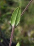 Cerastium holosteoides. Часть побега с листом (нижняя сторона). Магаданская обл., г. Магадан, ост. \"Аммональная\", разнотравный склон около р. Балахапчан. 28.08.2018.