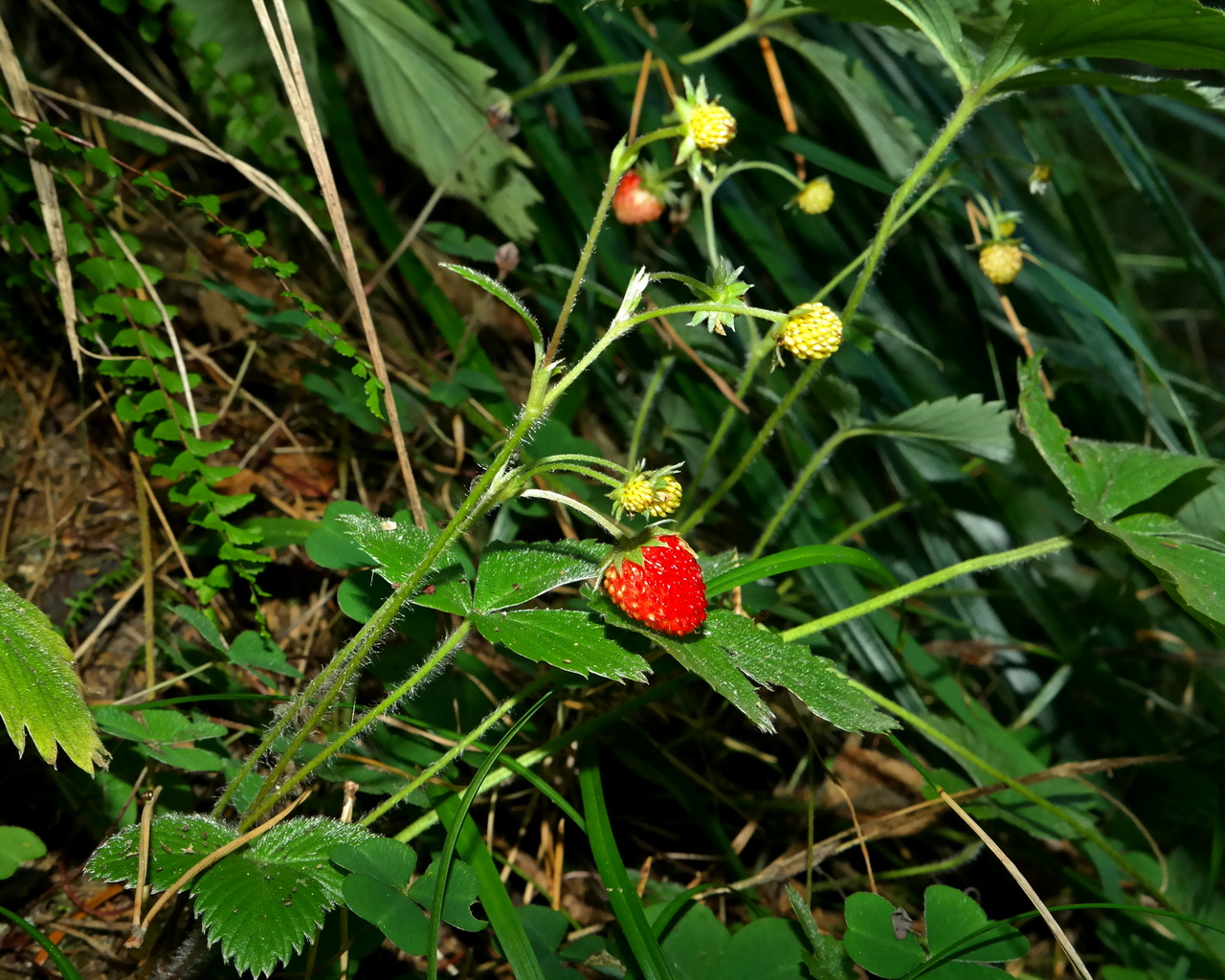 Изображение особи Fragaria vesca.