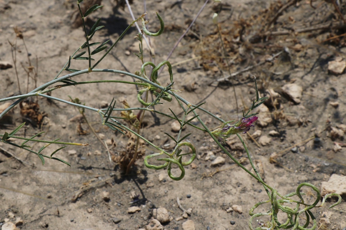 Изображение особи Astragalus stevenianus.