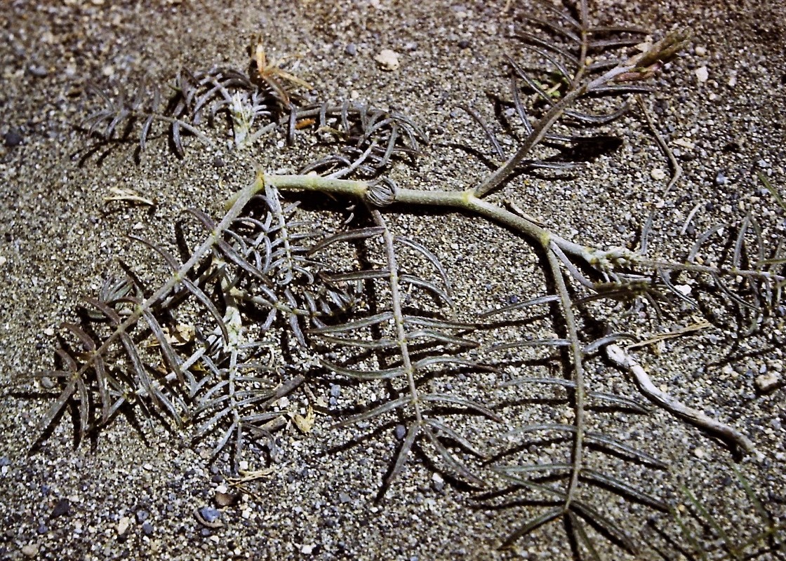 Image of Astragalus shelkovnikovii specimen.