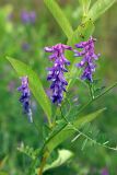 Vicia cracca. Верхушка побега с соцветиями. Карельский перешеек, окр. Сертолово, на просеке газопровода. 08.07.2019.