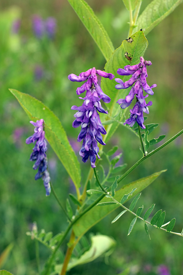 Изображение особи Vicia cracca.