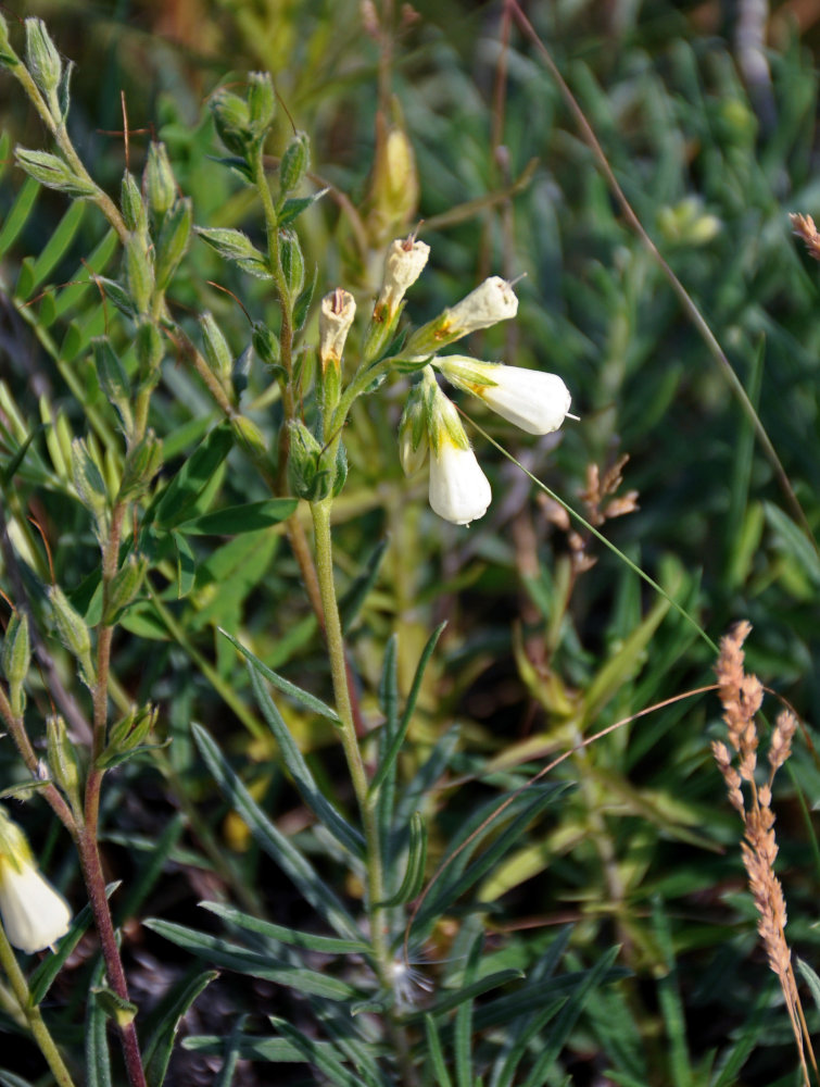 Изображение особи Onosma tanaitica.