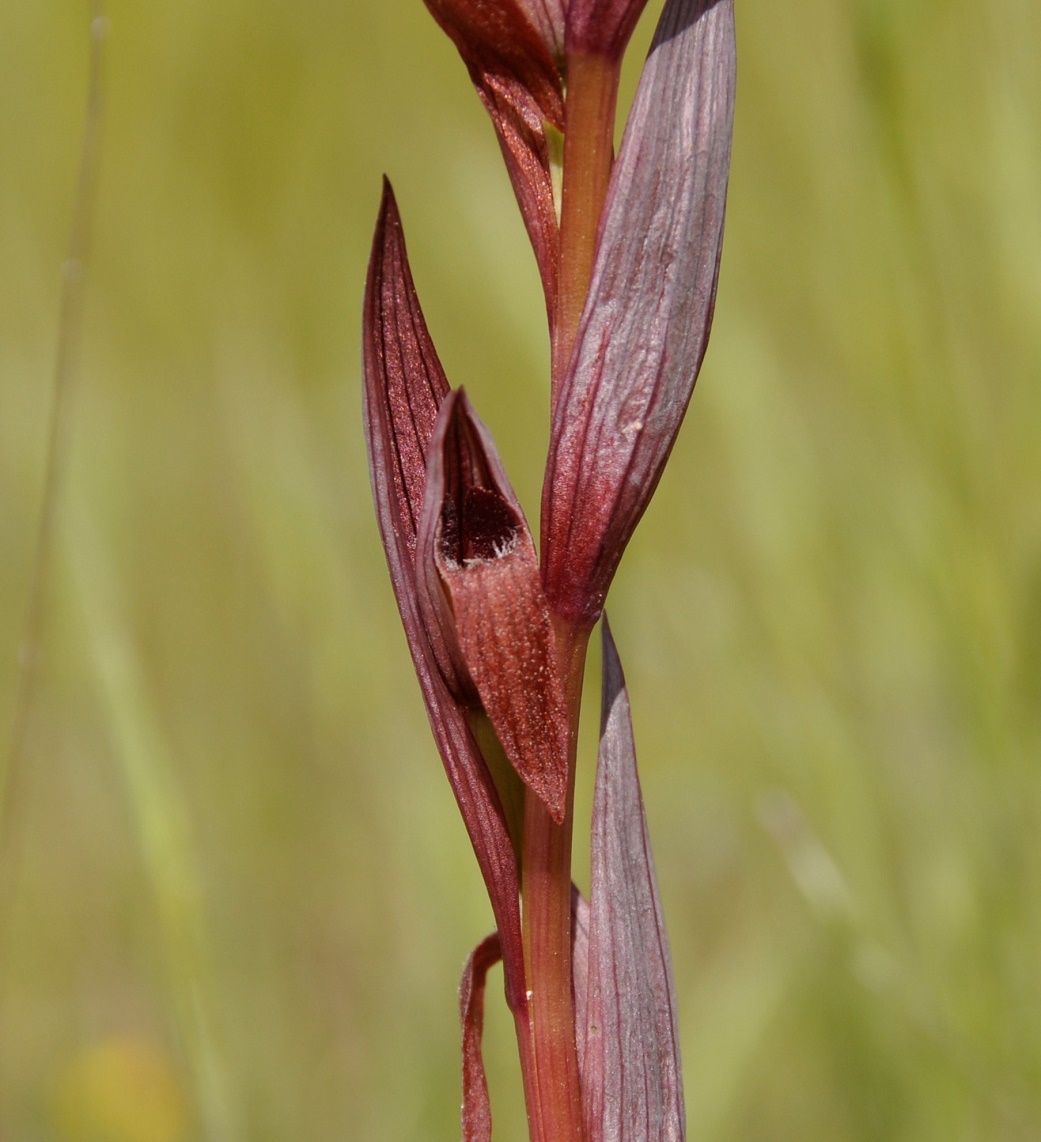 Image of Serapias bergonii specimen.