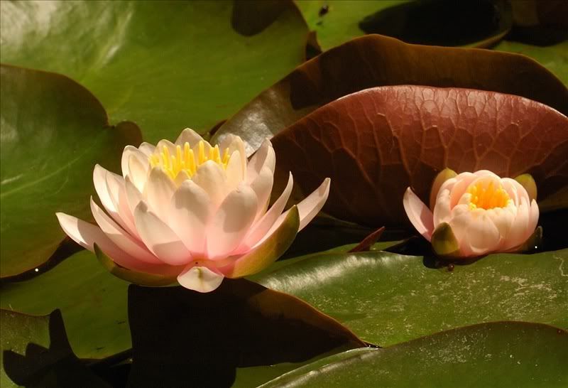 Image of Nymphaea &times; marliacea specimen.