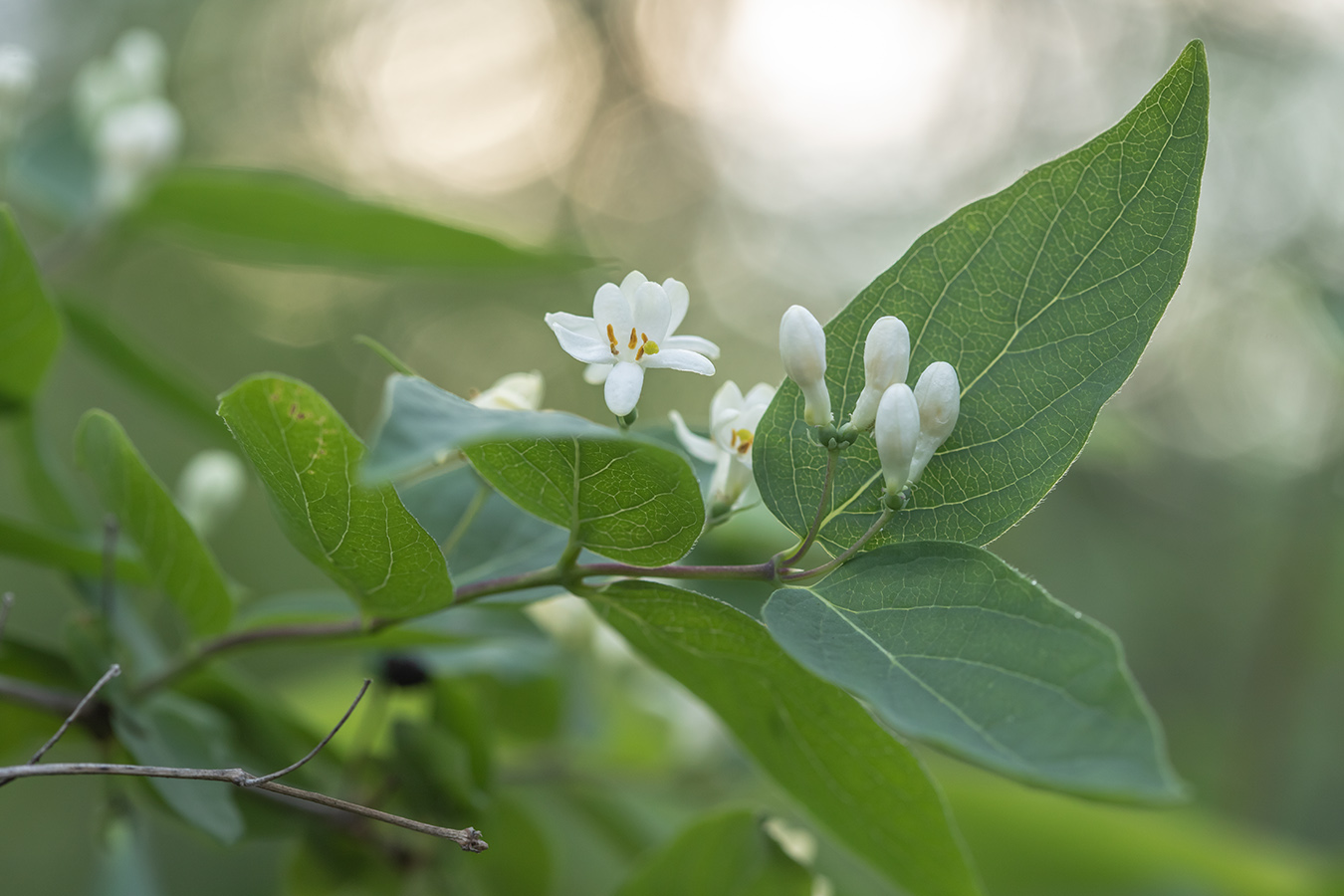 Image of Lonicera tatarica specimen.