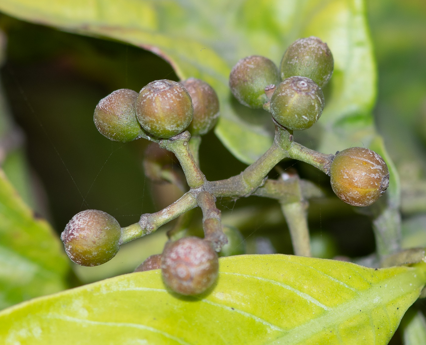 Image of Psychotria viridis specimen.